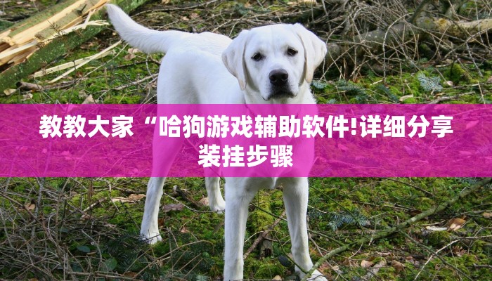教教大家“哈狗游戏辅助软件!详细分享装挂步骤